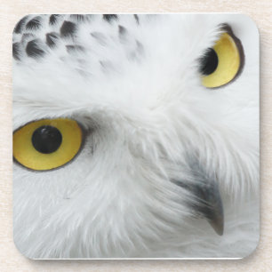 Snowy Owl Eyes Untersetzer