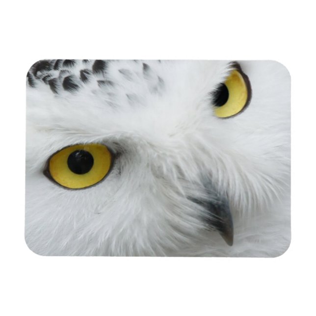 Snowy Owl Foto Flexible Magnet (Horizontal)