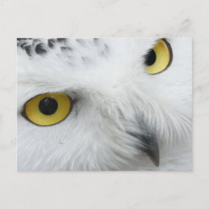 Snowy Owl Foto Postcard Postkarte