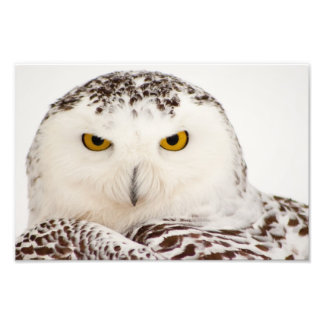 Snowy Owl Foto Print