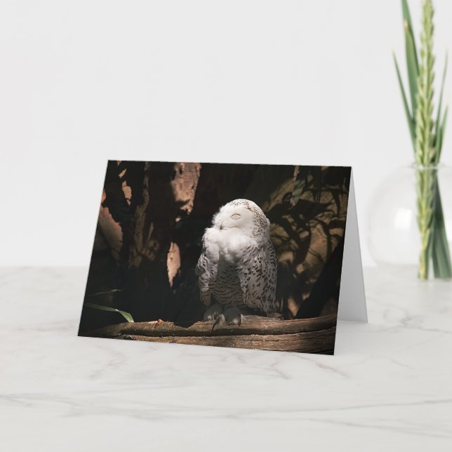 Snowy Owl ・ Grußkarte Karte (Vorderseite)