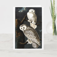 Snowy Owl Illustration von Audubon