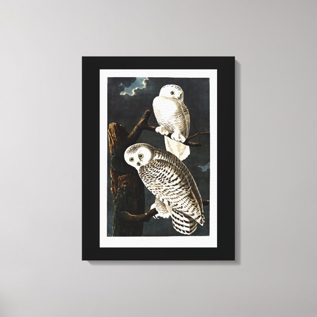 Snowy Owl Illustration von Audubon Leinwanddruck (Vorderseite)