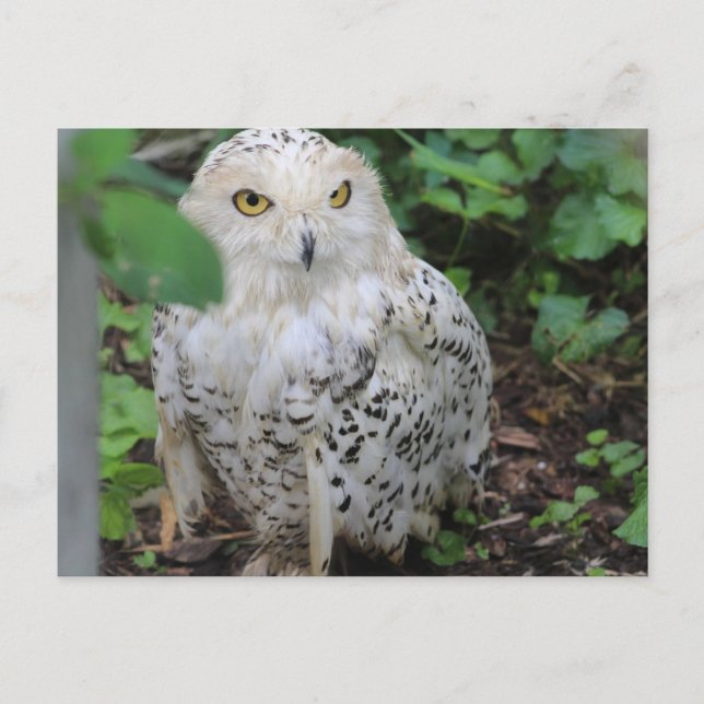 Snowy Owl im ZooAmerica Postkarte (Vorderseite)