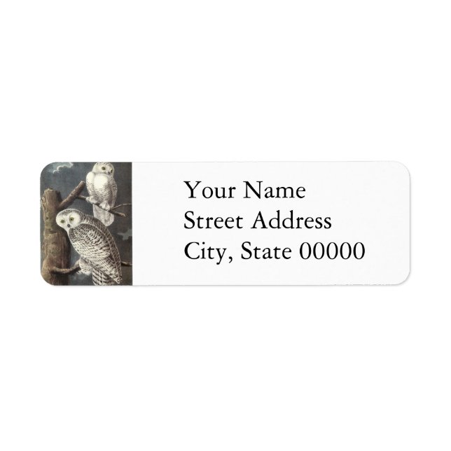 Snowy Owl, John Audubon (Vorne)