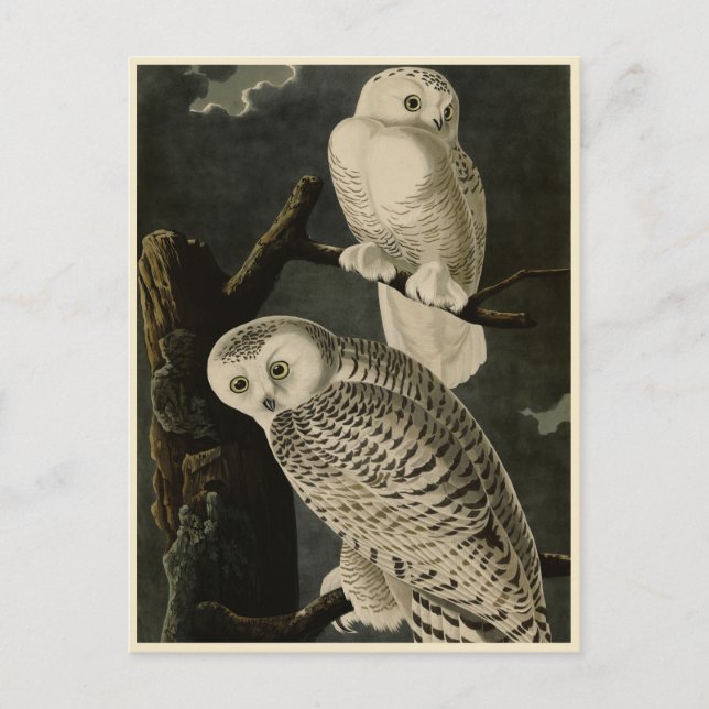 Snowy Owl, John James Audubons Vögel von Amerika Postkarte (Vorderseite)
