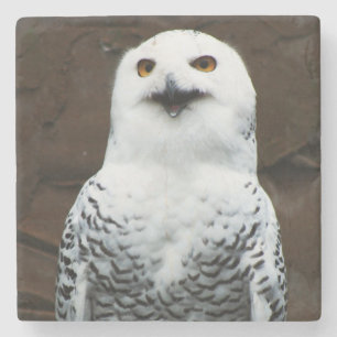 Snowy-Owl-Küste Steinuntersetzer