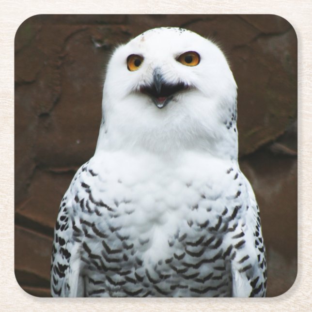 Snowy Owl Küstenercna Rechteckiger Pappuntersetzer (Vorderseite)