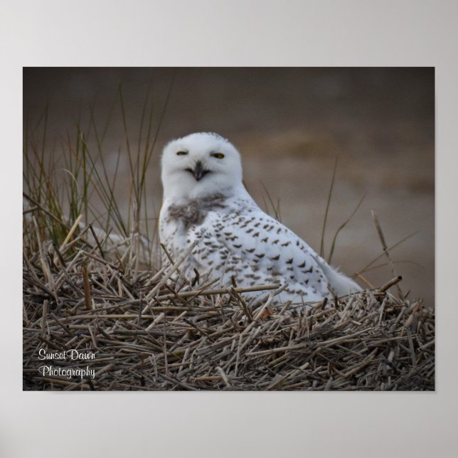 Snowy Owl Lächelndes Poster (Vorne)
