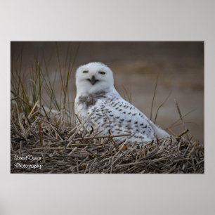 Snowy Owl Lächelndes Poster