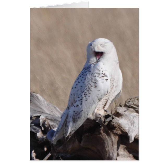 Snowy Owl lacht! (Vorne)