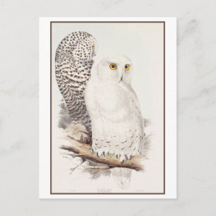Snowy Owl Lithograph von Edward Lear Postcard Postkarte