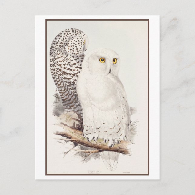Snowy Owl Lithograph von Edward Lear Postcard Postkarte (Vorderseite)