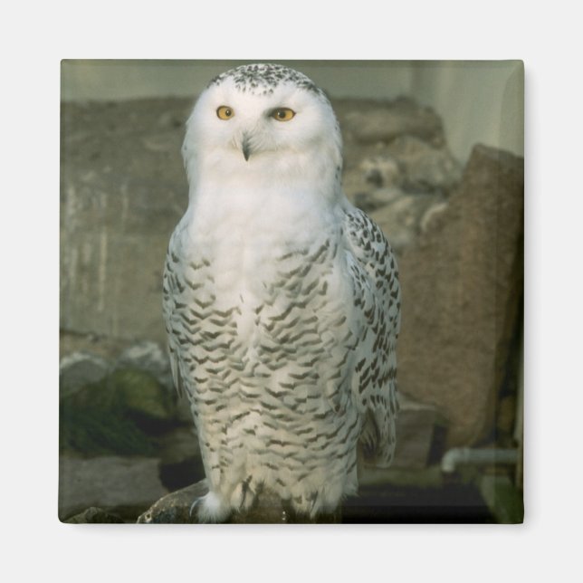 Snowy-Owl-Magnet Magnet (Vorne)