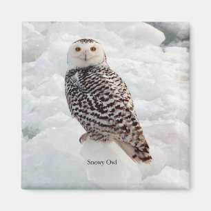 Snowy-Owl-Magnet Magnet