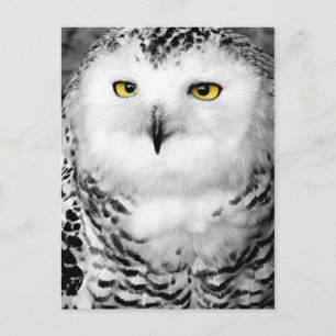 Snowy Owl Postcard Postkarte