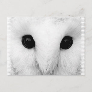 Snowy Owl Postcard Postkarte