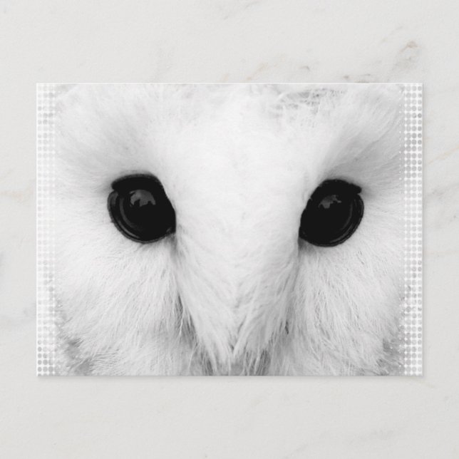 Snowy Owl Postcard Postkarte (Vorderseite)