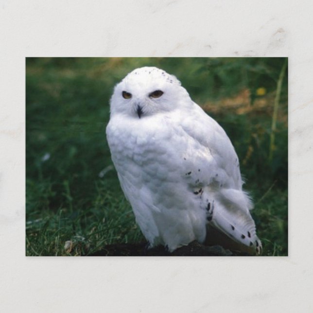 Snowy Owl Postcard Postkarte (Vorderseite)