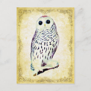 Snowy Owl Postcard Postkarte