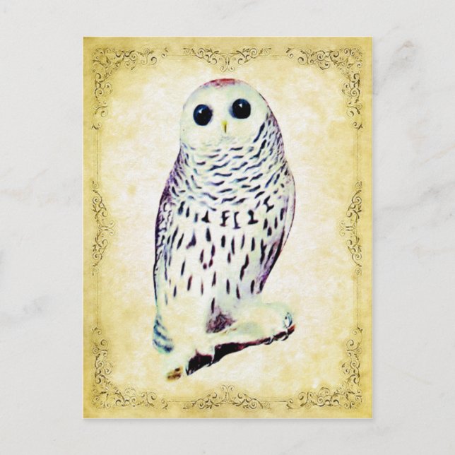 Snowy Owl Postcard Postkarte (Vorderseite)