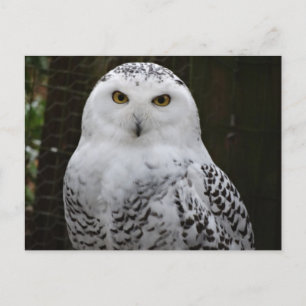 Snowy Owl Postcard Postkarte