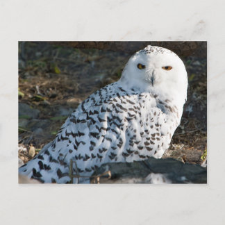 Snowy Owl Postcard Postkarte