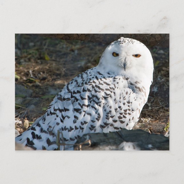 Snowy Owl Postcard Postkarte (Vorderseite)
