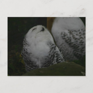 Snowy Owl Postcard Postkarte