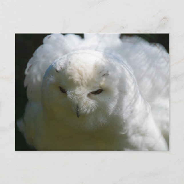 Snowy Owl Postcard Postkarte (Vorderseite)