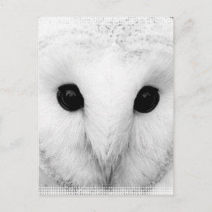 Snowy Owl Postcard Postkarte