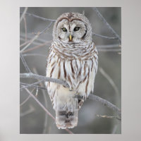 Snowy Owl Poster