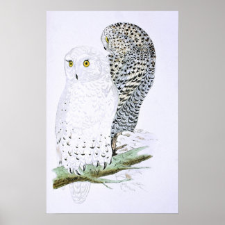Snowy Owl Poster