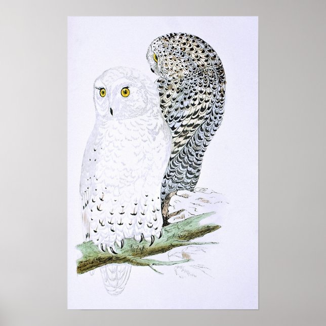 Snowy Owl Poster (Vorne)