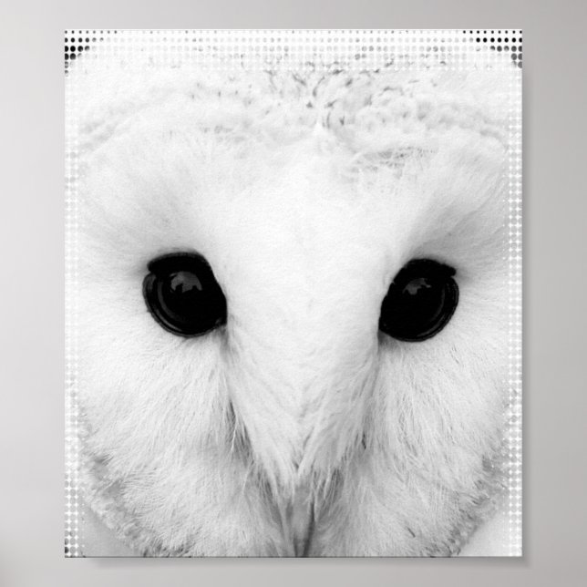 Snowy Owl Poster (Vorne)