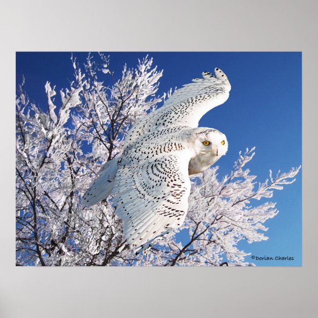 "Snowy Owl" Poster (Vorne)