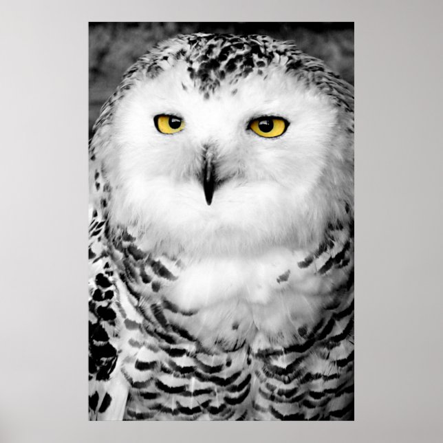 Snowy Owl Poster Print (Vorne)