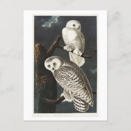 Snowy Owl Vintag Audubon Illustration Postkarte