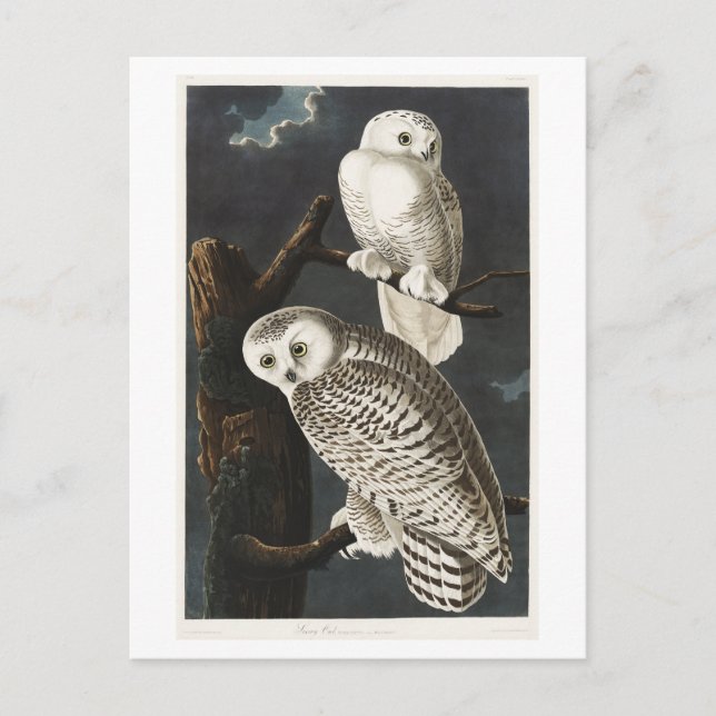Snowy Owl Vintag Audubon Illustration Postkarte (Vorderseite)