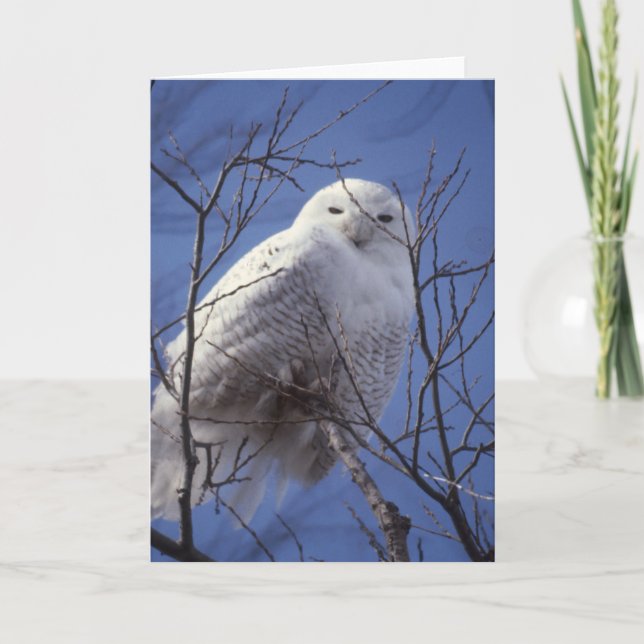 Snowy Owl - White Bird gegen Saphire Blue Sky Karte (Vorderseite)