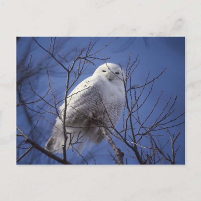 Snowy Owl - White Bird gegen Saphire Blue Sky Postkarte (Vorderseite)