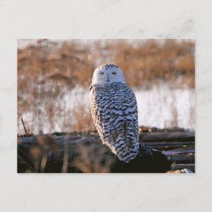 Snowy Owl Winking Postkarte