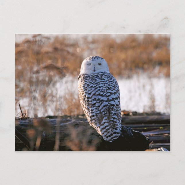 Snowy Owl Winking Postkarte (Vorderseite)