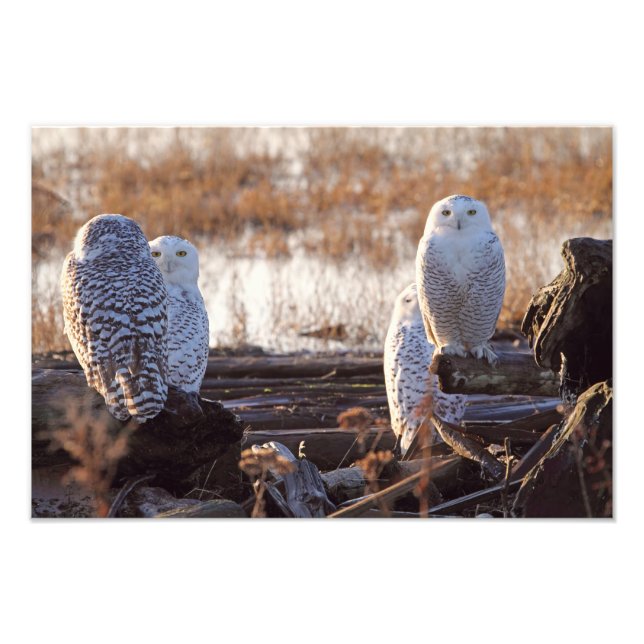 Snowy Owls Foto (Vorne)