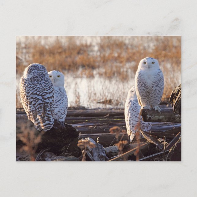 Snowy Owls Foto Postkarte (Vorderseite)