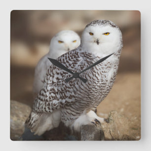 Snowy Owls Quadratische Wanduhr