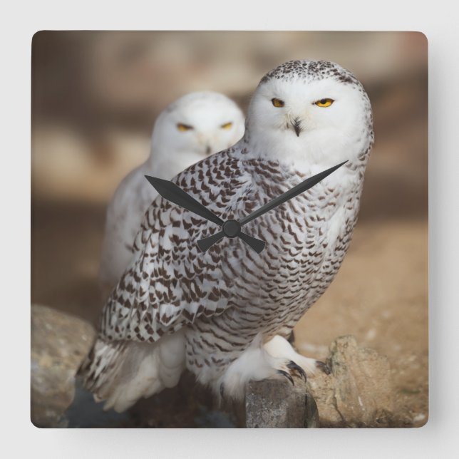 Snowy Owls Quadratische Wanduhr (Vorderseite)