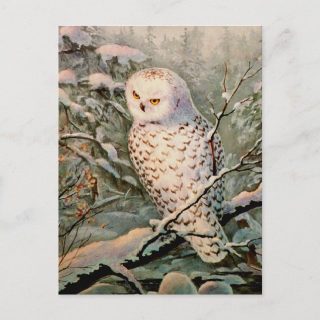 SNOWY OWY by SHARON SHARPE Postkarte (Vorderseite)