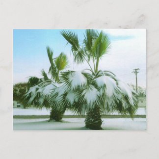 Snowy Palms in Seadrift Texas Postkarte