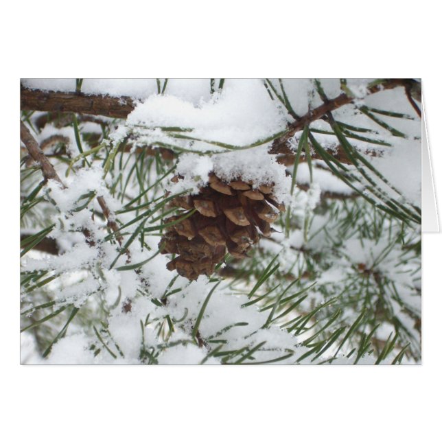 Snowy Pine Cone I Winter Nature Fotografy (Vorderseite (Horizontal))